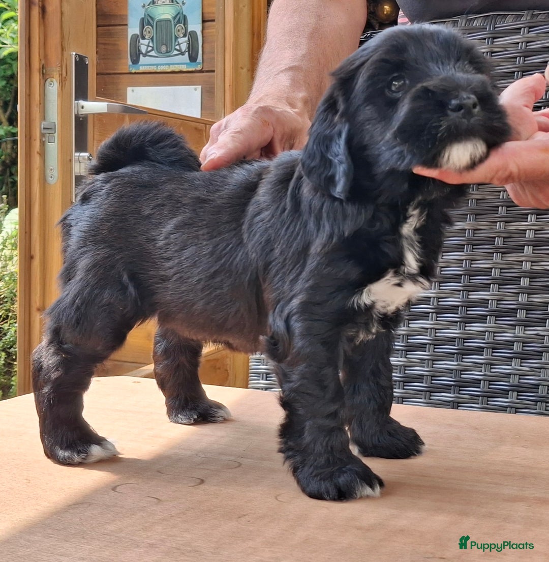 Tibetaanse Terriër honden te koop: Tibetaanse terrier pups - Afbeelding 4