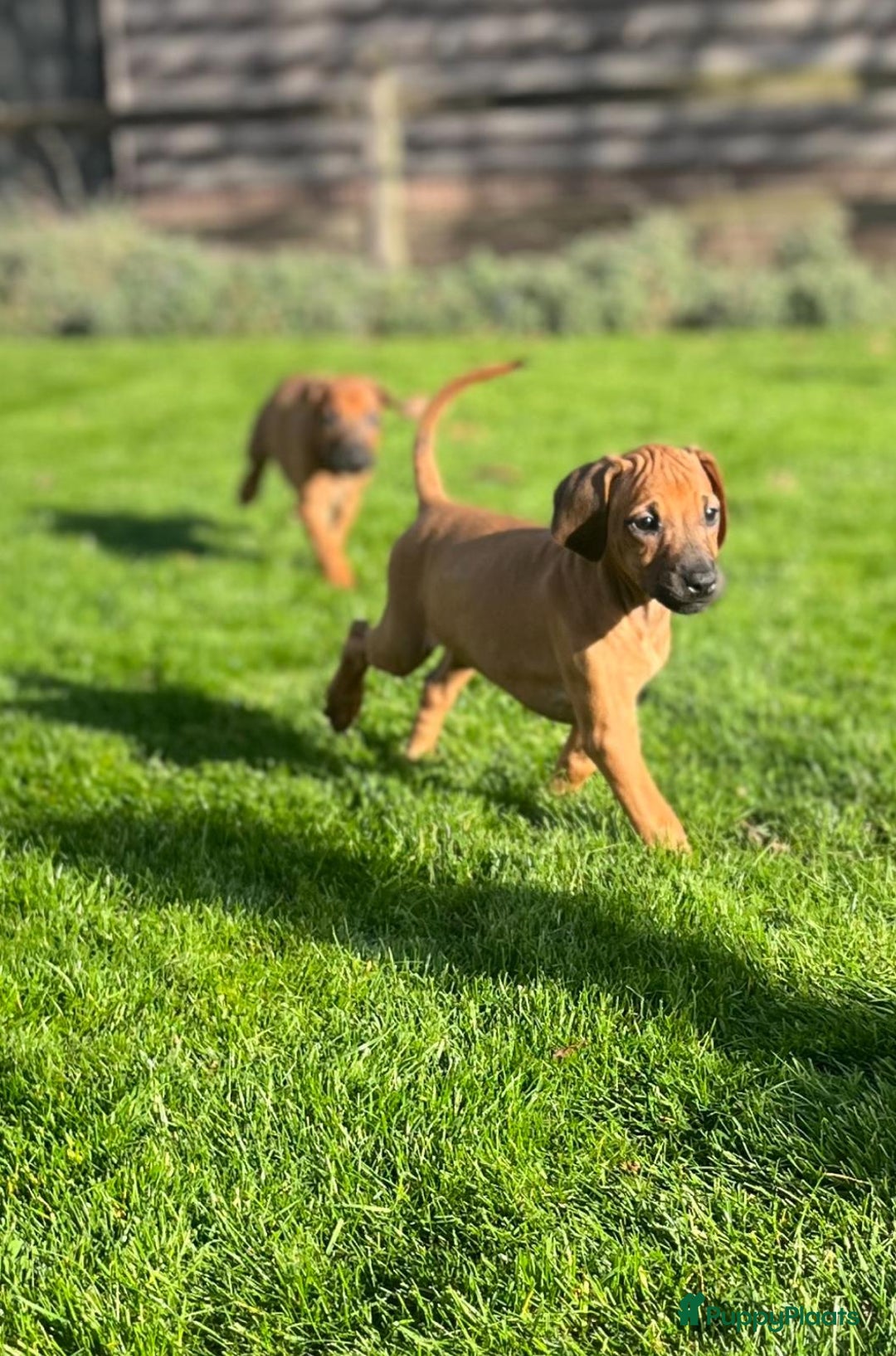 Rhodesian Ridgeback honden te koop: Rhodesian ridgeback pups met stamboom  - Advertentie 6
