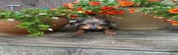 Teckel (korthaar)  honden te koop: Kortharige dwergteckel pups  - Advertentie 2