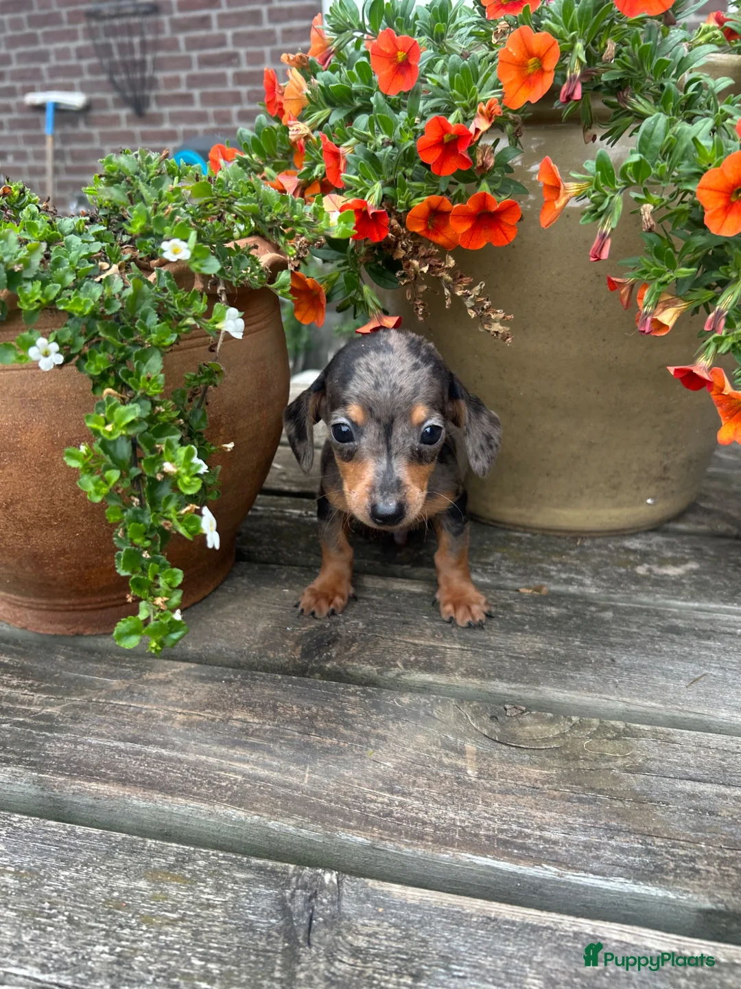 Teckel (korthaar)  honden te koop: Kortharige dwergteckel pups  - Advertentie 2