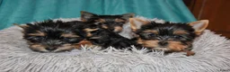 Yorkshire Terriër honden te koop: Yorkshire Terrier puppy's - Advertentie 2