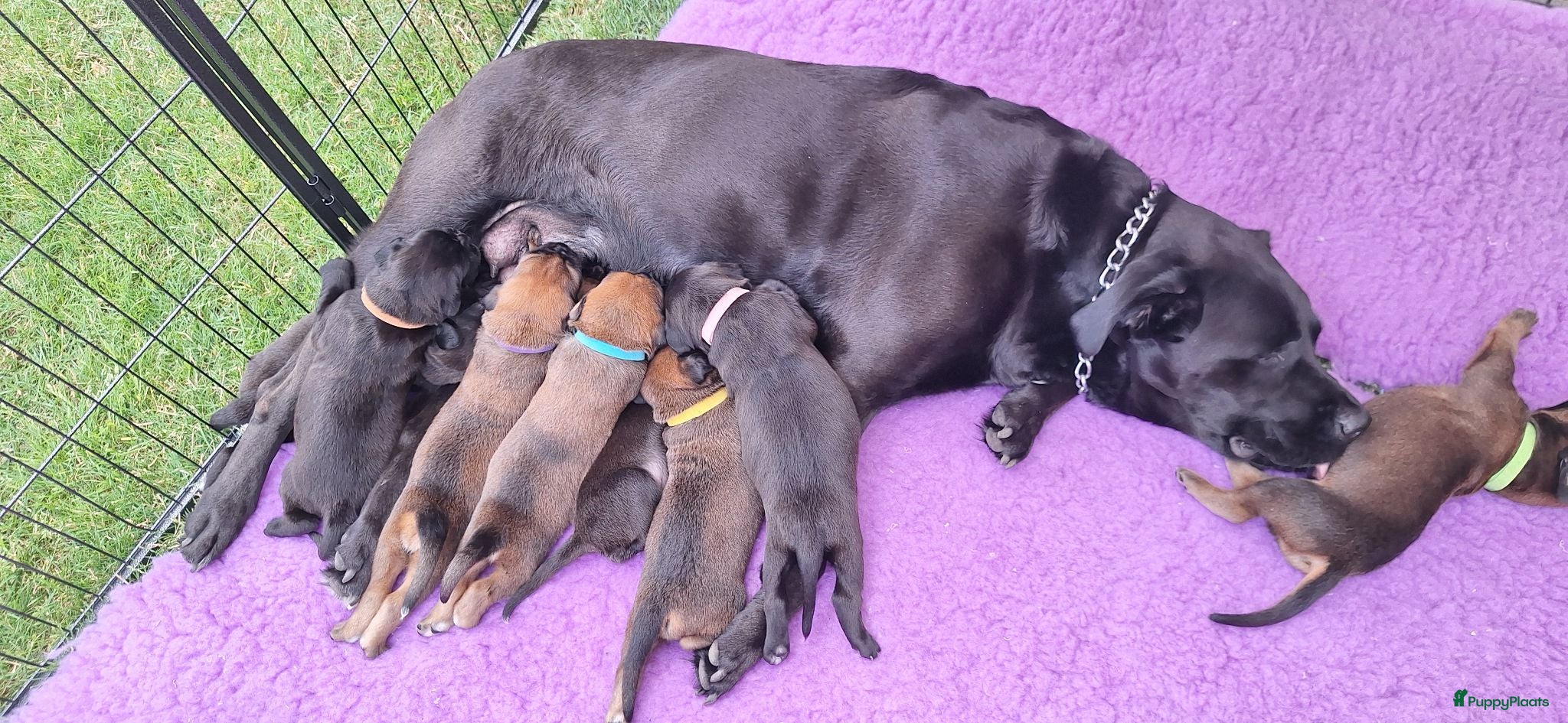 Kruising honden Unieke leuke kruising boxador x boxer pups - Advertentie 10