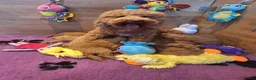 Kruising honden te koop: Prachtige mini/medium Australian labradoodle pups - Advertentie 7