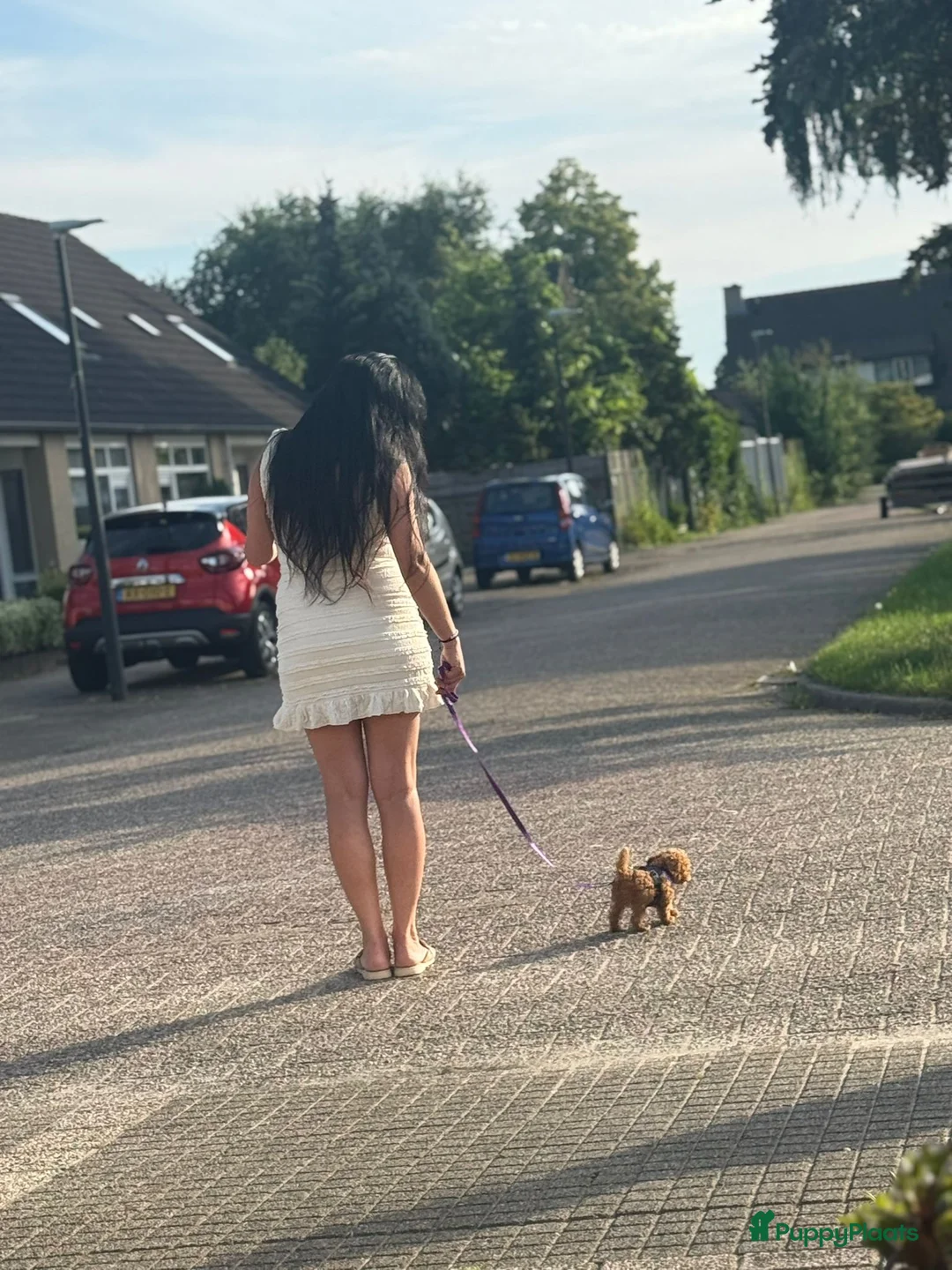 Poedel Toy honden te koop: Ieniemienie teefje 🌸💜 - Advertentie 2