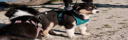 Australian Shepherd honden te koop: Prachtige Australian Shepherd pups - Advertentie 12