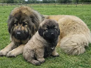 Kaukasische Owcharka honden Schitterende Kaukasische Owcharka pups 🔥🔥 - Advertentie 7