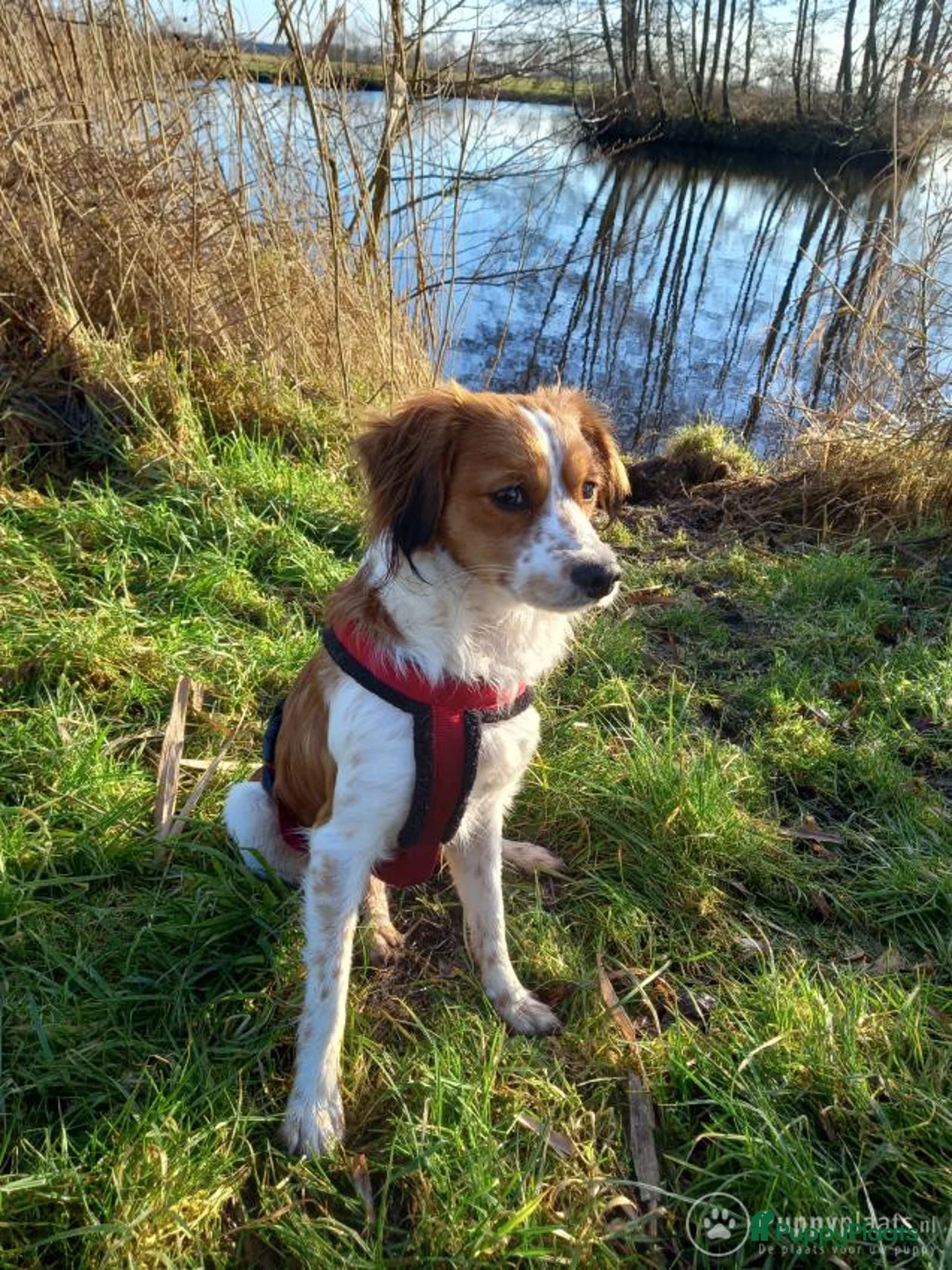 Kooikerhondje honden ter dekking: Kooiker dekreu aangeboden in Sumar - Advertentie 7