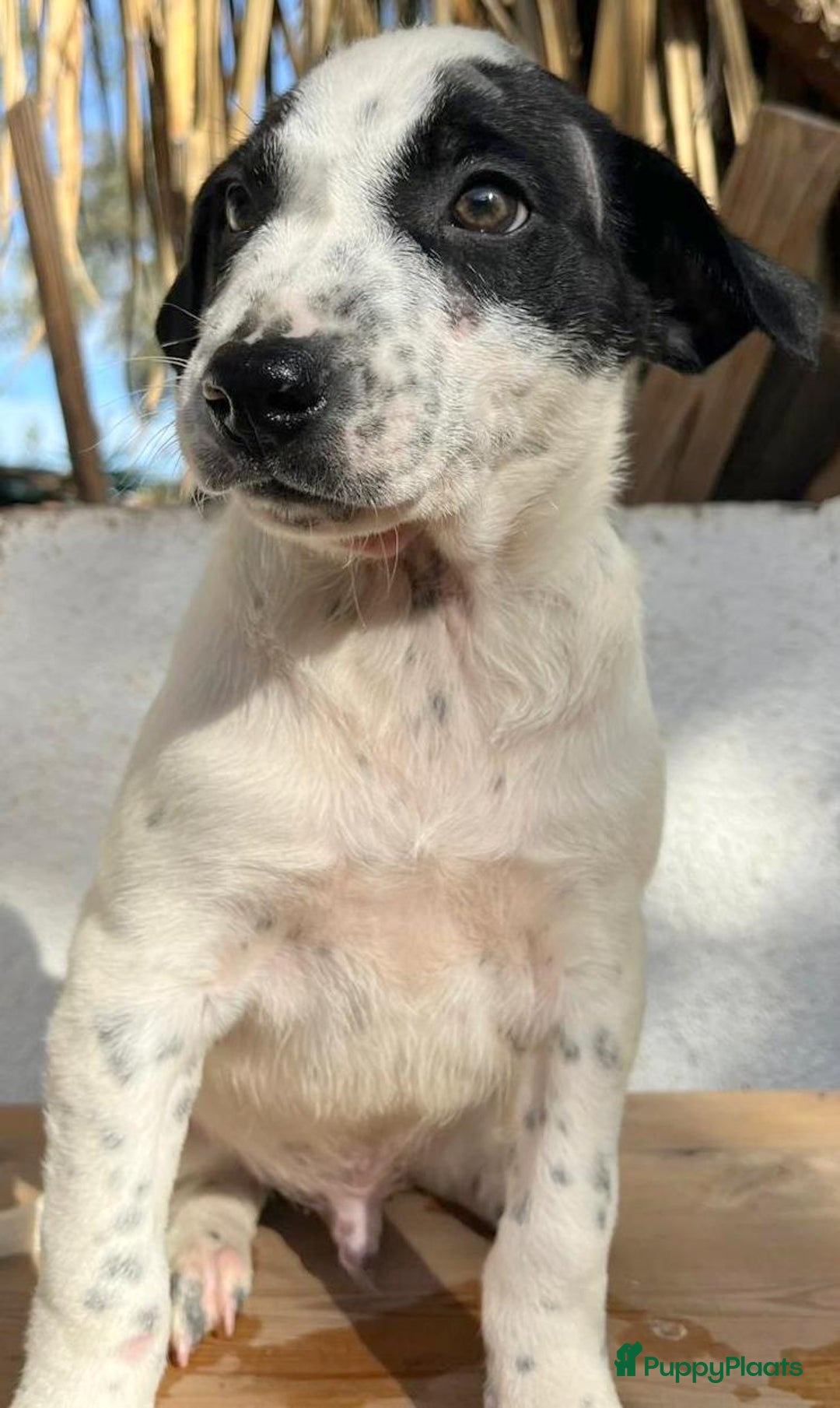 Kruising honden ter adoptie: Gunter zoekt een  vriendje voor het leven  - Advertentie 1