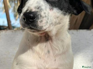 Kruising honden Gunter zoekt een vriendje voor het leven - Advertentie 7