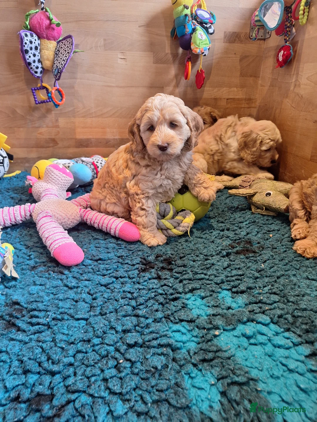 Kruising honden te koop: Australian labradoodle pups - Advertentie 6