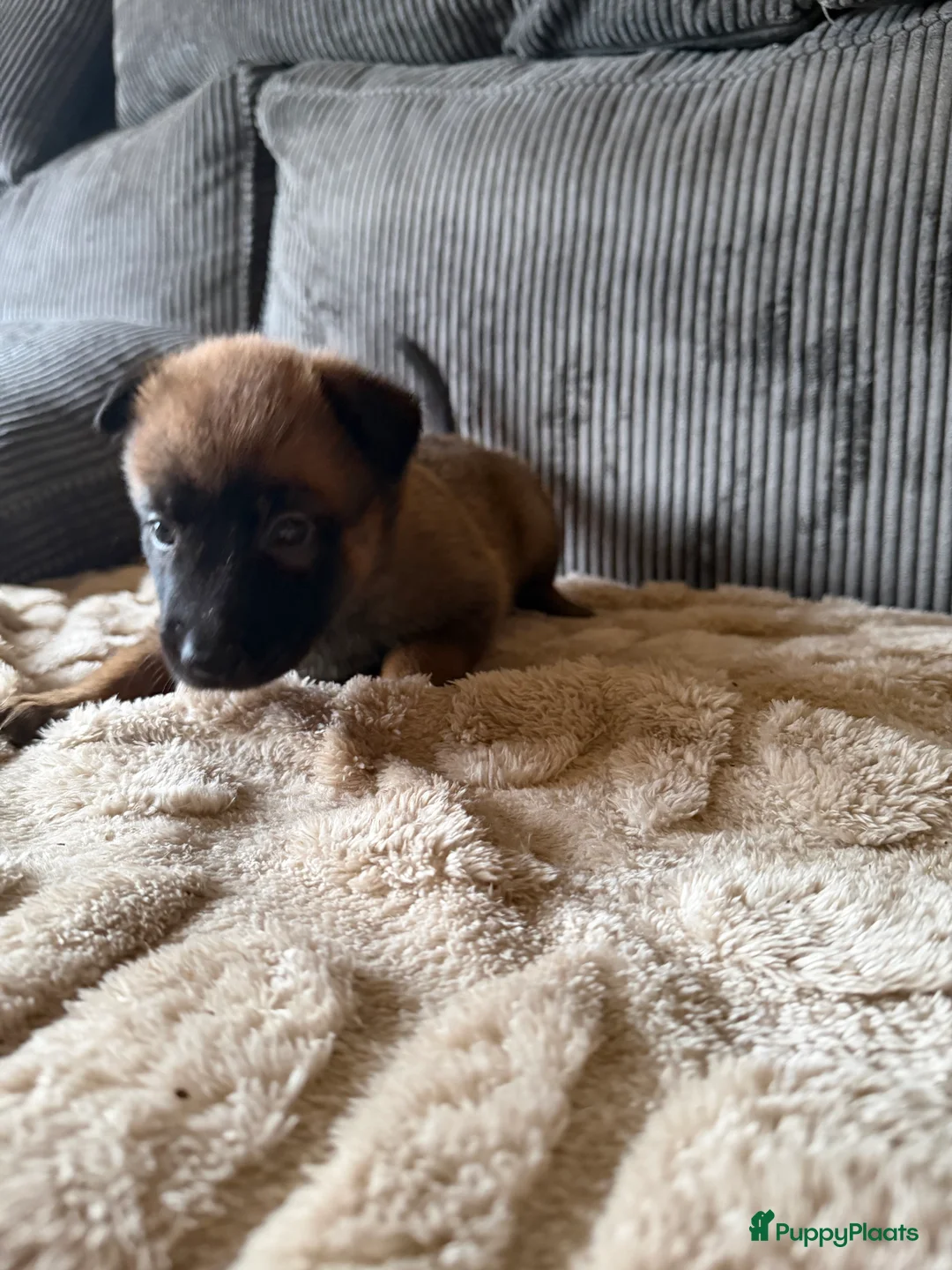 Mechelse Herder honden te koop: Prachtige Mechelse herder pups! - Advertentie 7