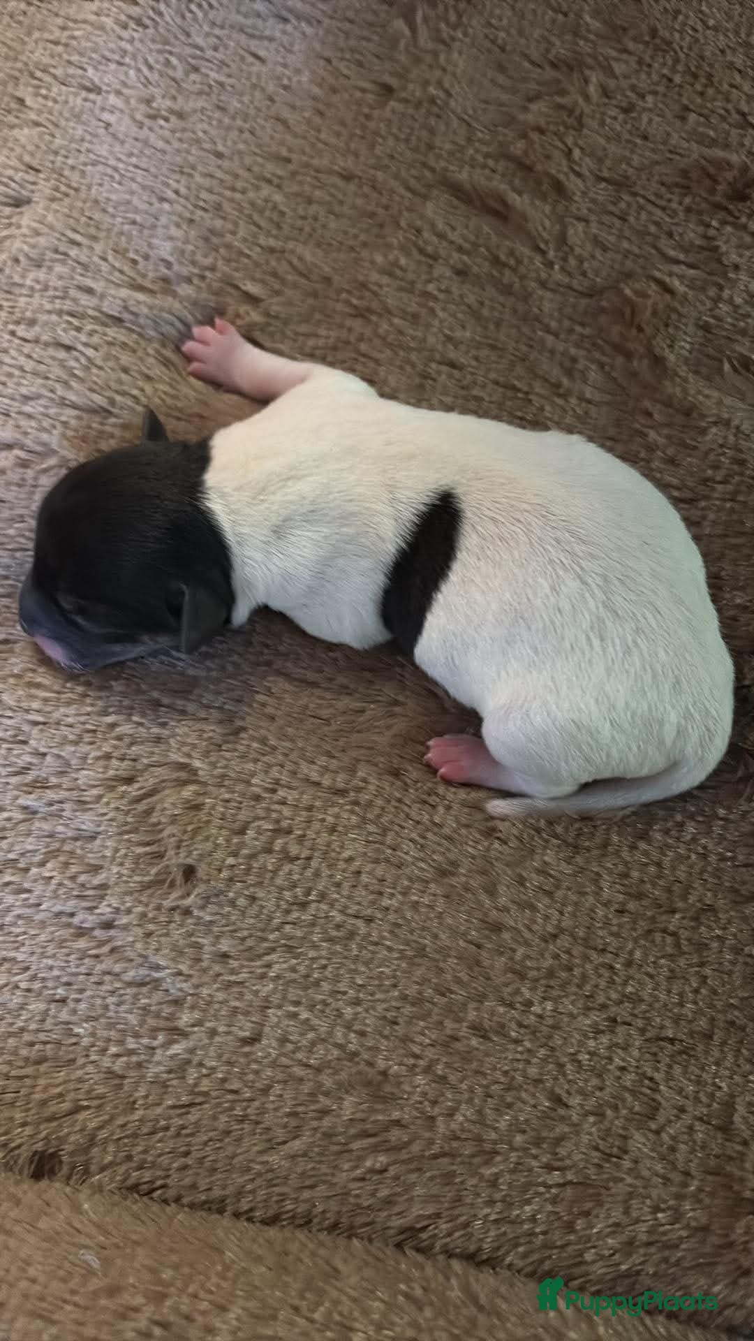 Jack Russel Terriër honden Lieve Jack Russel pups zoekenalvast een warm nest  - Advertentie 2