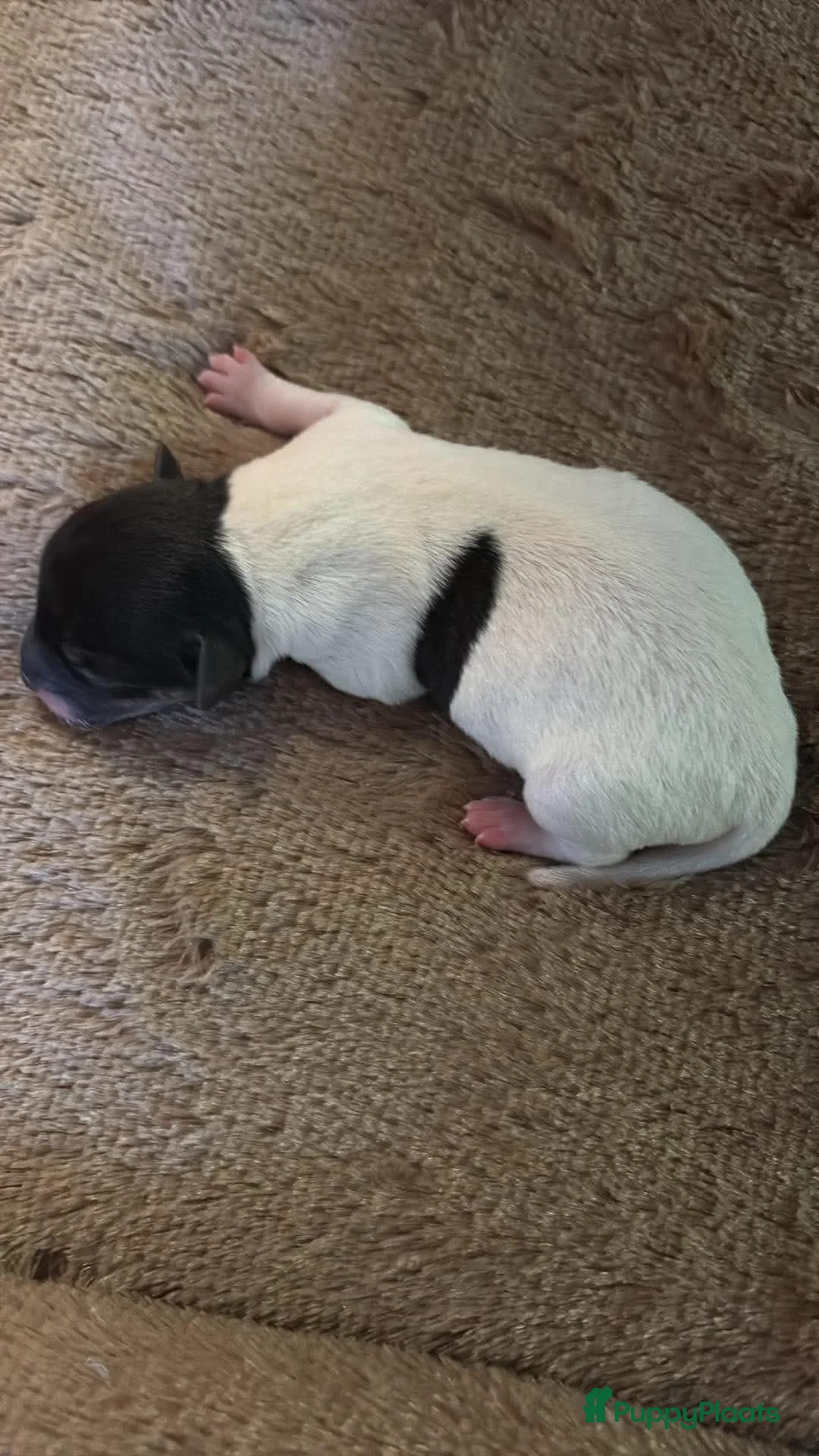 Jack Russel Terriër honden te koop: Lieve Jack Russel pups zoekenalvast een warm nest  - Advertentie 2