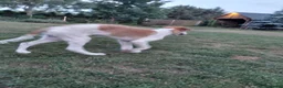 Barsoi honden te koop: Borzoi-teef uit FCI-kennel zoekt lief thuis  - Advertentie 13