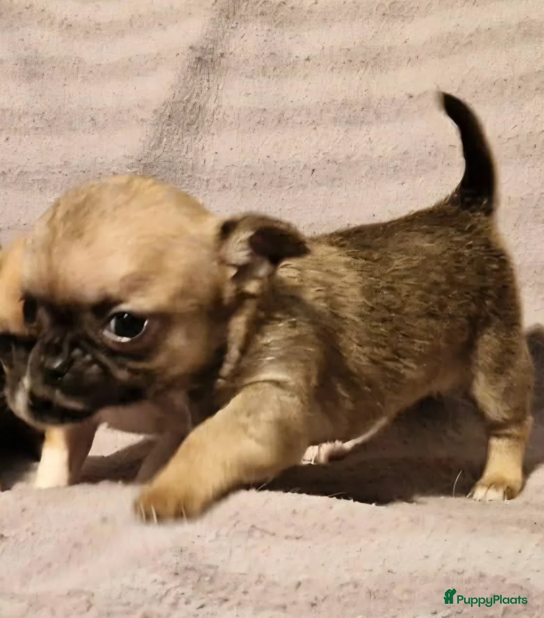 Chihuahua honden te koop: Knap wildkleur chihuahua teefje - Advertentie 1