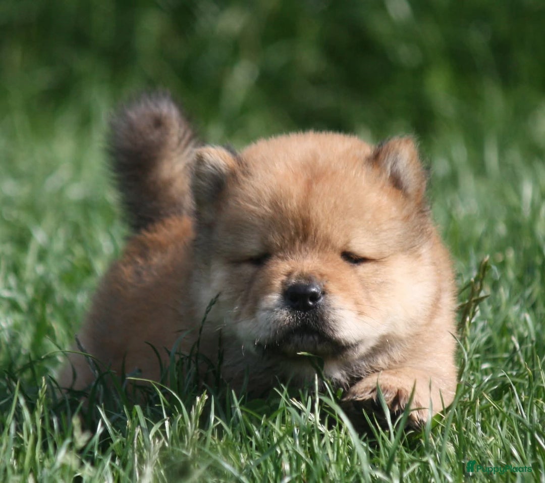 Chow Chow honden te koop: Chow Chow pups - Afbeelding 11