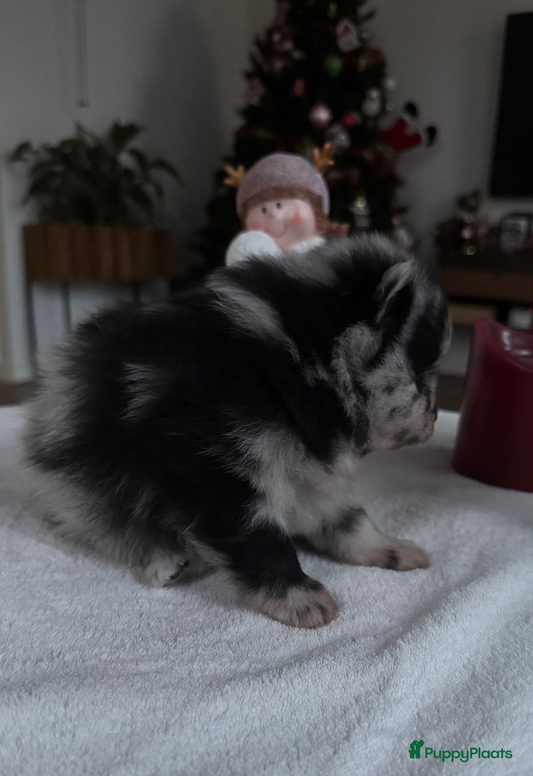 Pomeriaan honden te koop: Prachtige Pomeriaan pups  - Advertentie 3