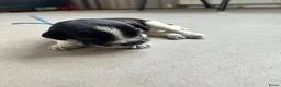 Nederlandse Schapendoes honden te koop: Prachtige schapendoesjes - Advertentie 8