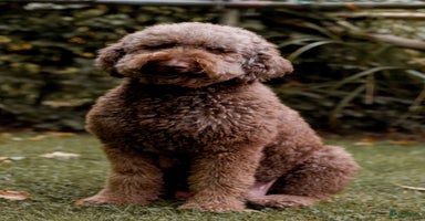 Labradoodle honden - Advertentie 2