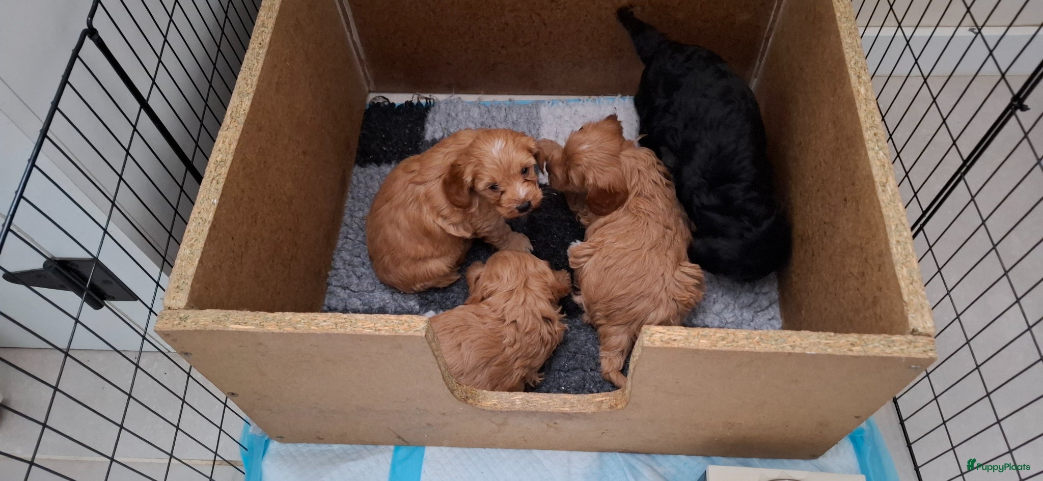 Cavapoo honden Mooie cavapoo pups - Advertentie 1