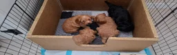 Cavapoo honden te koop: Mooie cavapoo pups - Advertentie 1