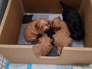 Cavapoo honden Mooie cavapoo pups - Advertentie 1