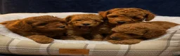 Poedel Toy honden te koop: Toy Poedel pups  in Amsterdam - Advertentie 2