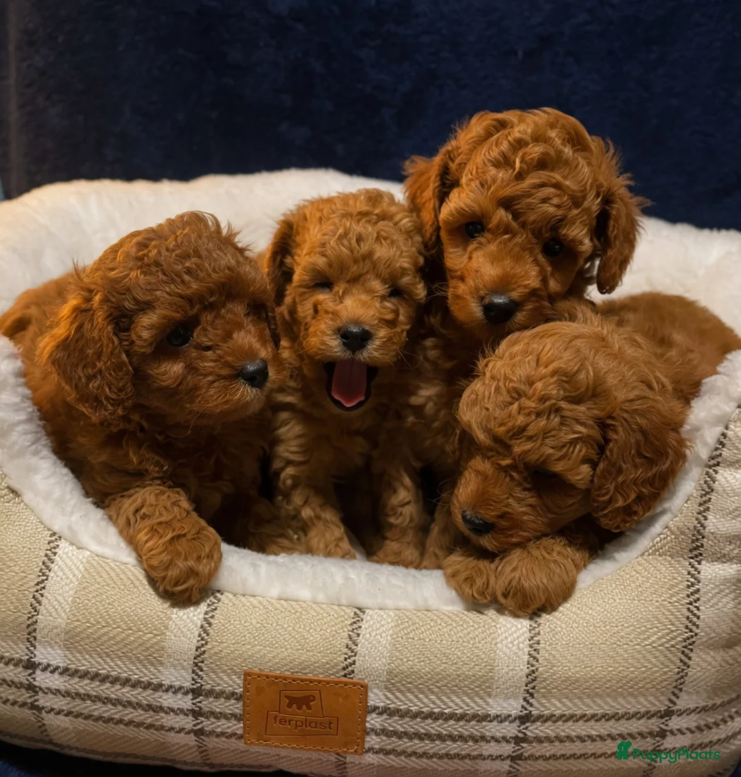 Poedel Toy honden te koop: Toy Poedel pups  in Amsterdam - Advertentie 2