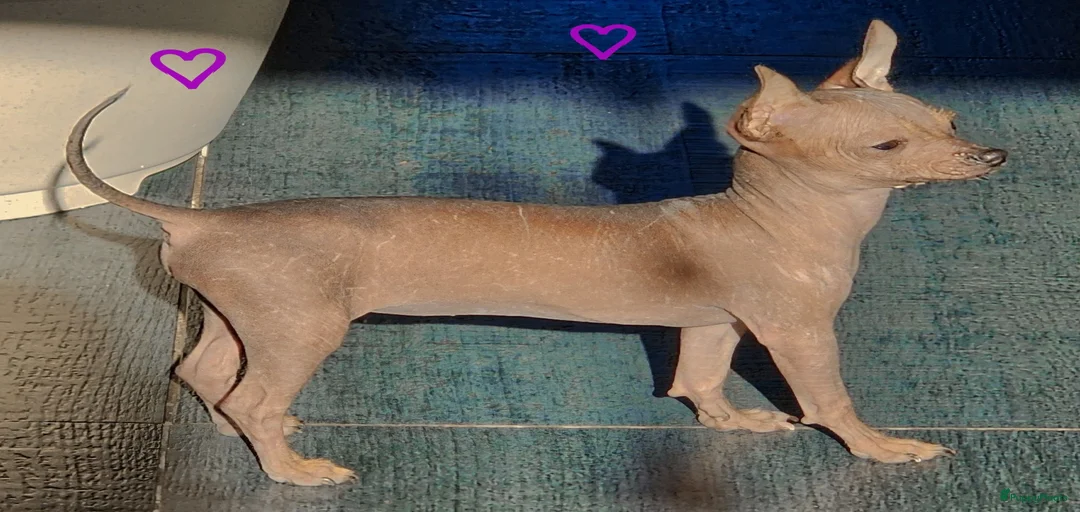 Galerij afbeelding {{count}}