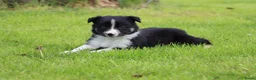 Border Collie honden te koop: Border collie pup - Advertentie 7