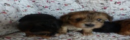 Yorkshire Terriër honden te koop: 5 pups Yorkshire Terrier gezond niet doorgefokt - Advertentie 22
