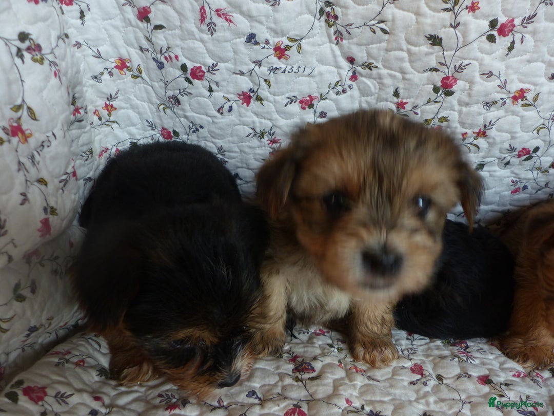 Yorkshire Terriër honden te koop: 5 pups Yorkshire Terrier gezond niet doorgefokt - Advertentie 22