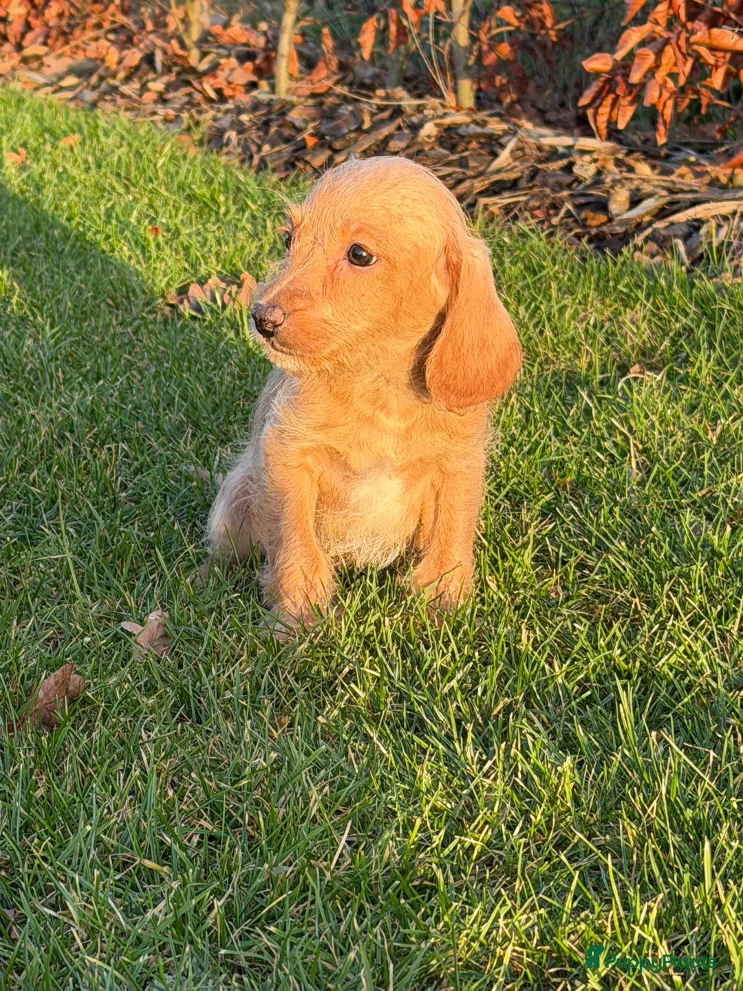 Maltipoo honden te koop: Leuke maltipoo pups  - Advertentie 4
