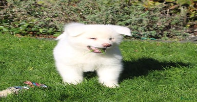 Akita honden - Advertentie 1