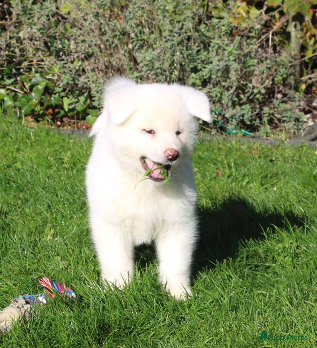 Akita honden te koop: Zeldzaam mooie witte japanse akita pups - Advertentie 3