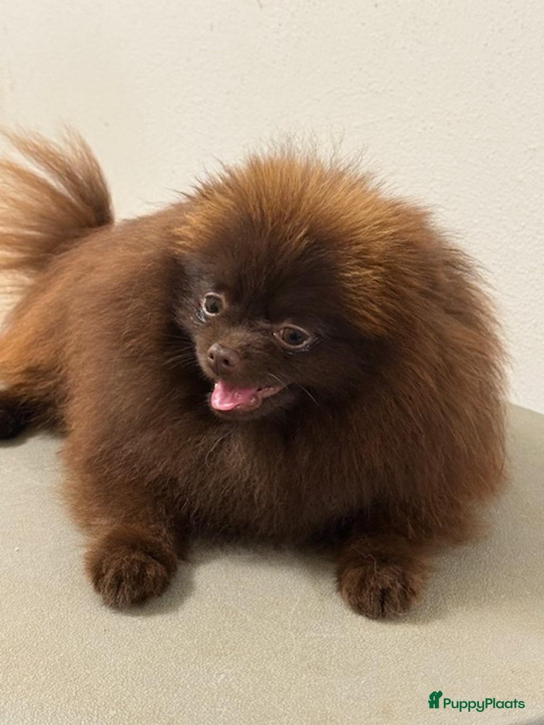 Pomeriaan honden te koop: Pomeriaan teefje - Advertentie 3