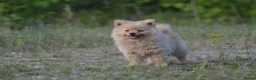 Pomeriaan honden te koop: Knappe lieve pomeriaan pups te koop - Advertentie 8