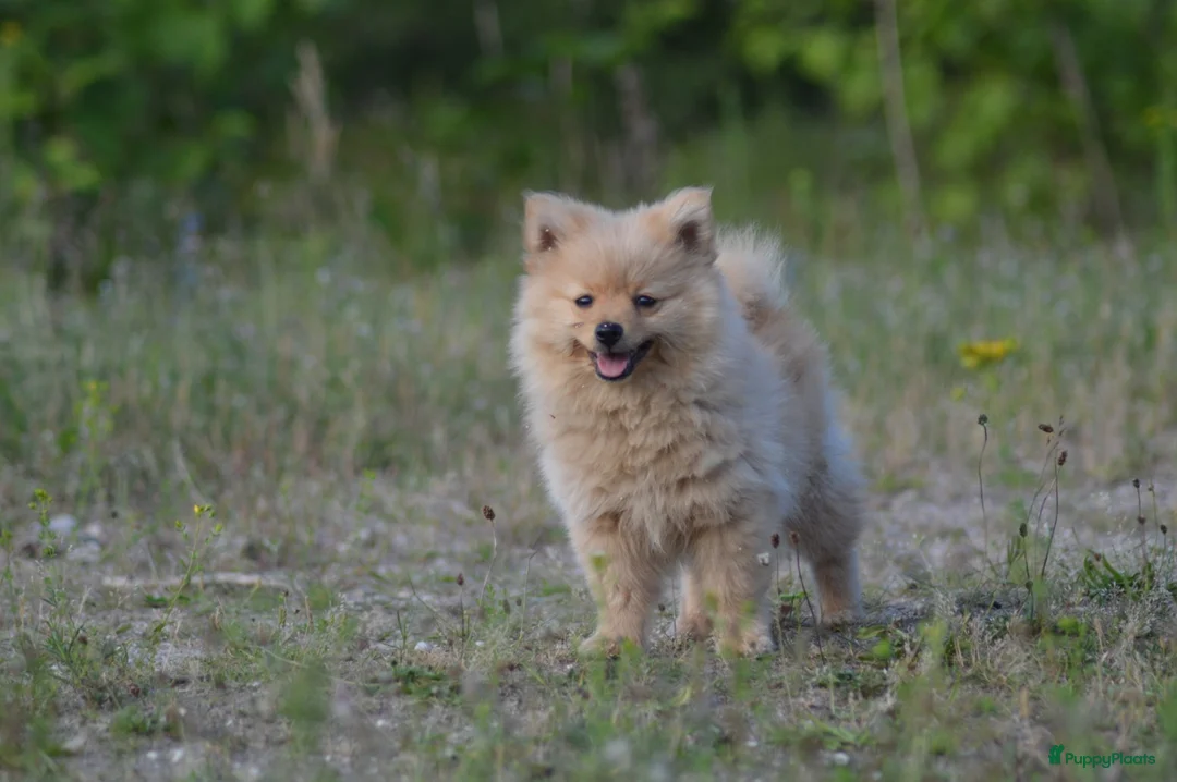 Pomeriaan honden te koop: Knappe lieve pomeriaan pups te koop - Advertentie 8