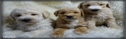 Labradoodle honden te koop: Labradoodle F4 medium pups - Advertentie 11