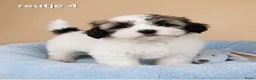Boomer honden te koop: Super mooie boomer pups. Shih tzu  - Advertentie 23