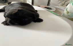 Shih Tzu honden te koop: Shih Tzu puppy's België - Afbeelding 9