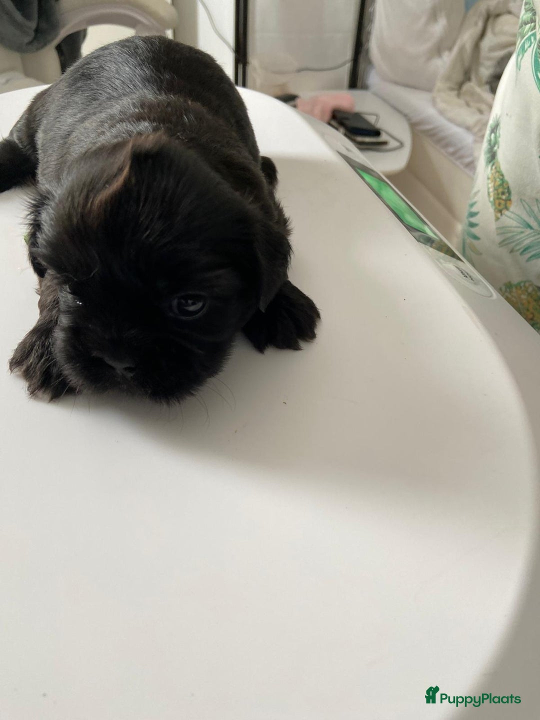 Shih Tzu honden te koop: Raszuivere Shih Tzu puppy's België - Afbeelding 7