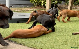 Rhodesian Ridgeback honden te koop: "Prachtige kruising Rhodesians"  in Bavel - Afbeelding 17
