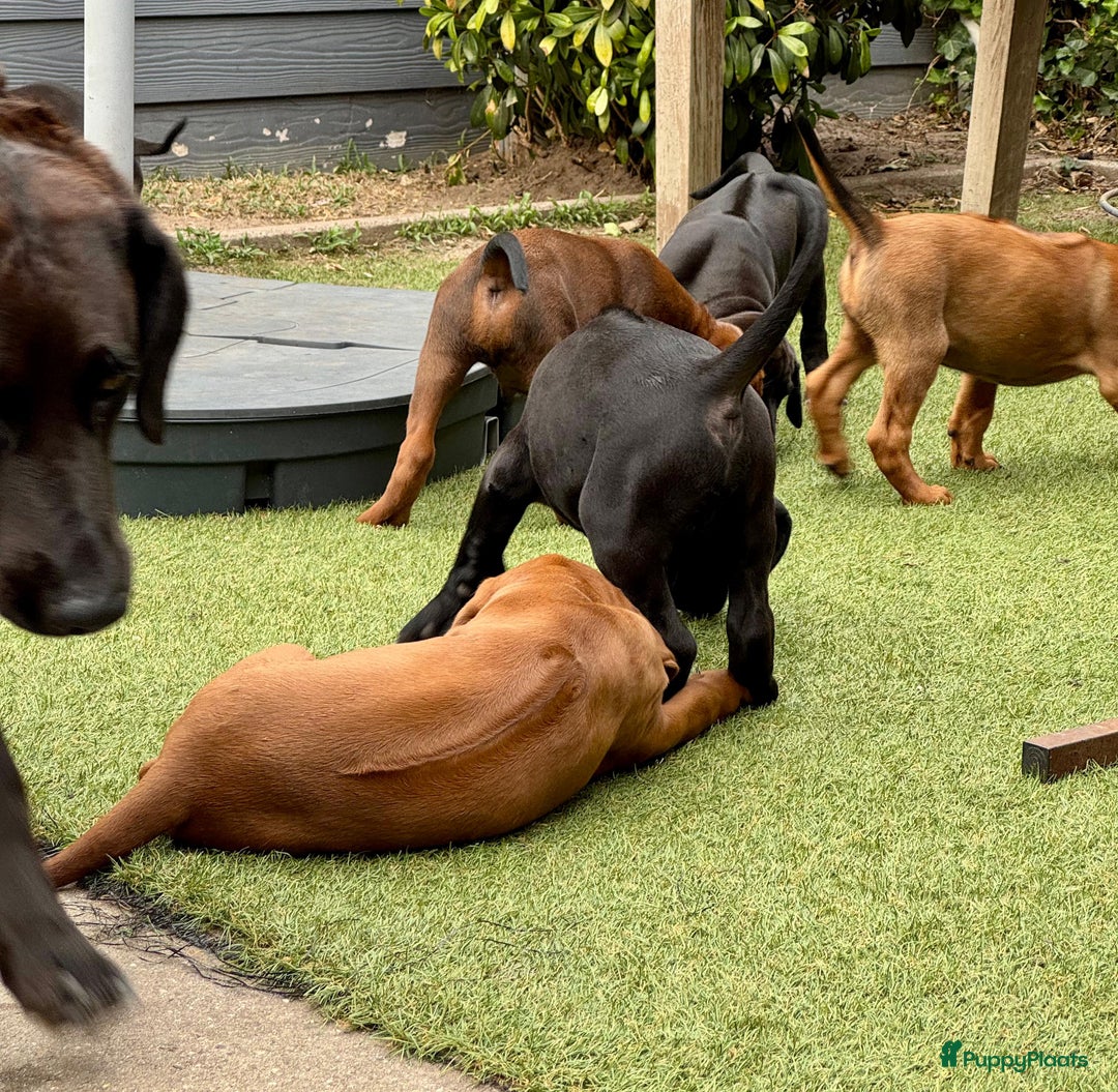 Rhodesian Ridgeback honden te koop: "Prachtige kruising Rhodesians"  in Bavel - Afbeelding 17