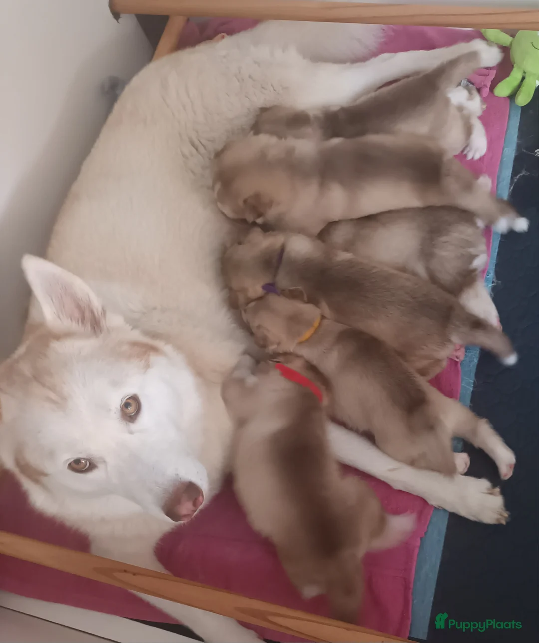 Siberische Husky honden te koop: Siberische Husky pups - Advertentie 9