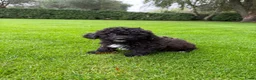 Kruising honden te koop: Boomer x Poedel (Boompoo) pups - Advertentie 8