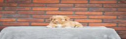 Nova Scotia Duck Tolling Retriever honden te koop: Super gesocialiseerd Toller Pups! - Advertentie 3