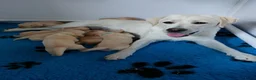 Goldador honden te koop: Prachtige Goldador pups - Advertentie 8