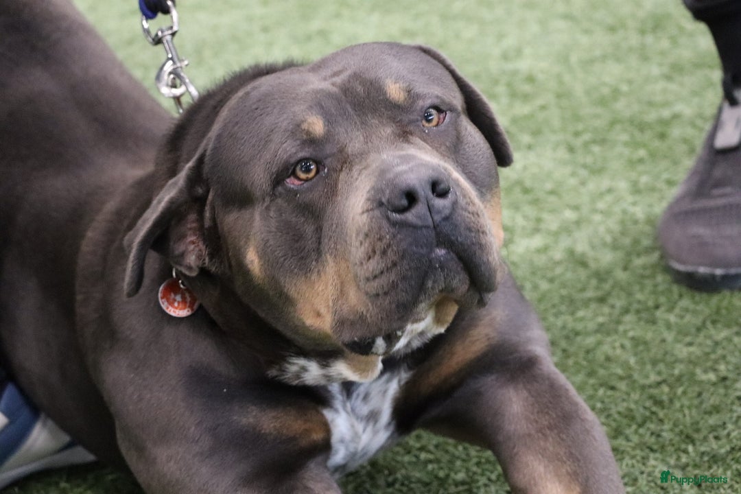 Amerikaanse Bully honden te koop: Laatste american bully XL teefje  - Afbeelding 17