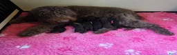 Barbet honden te koop: Barbet Pups ( Franse waterhond ) - Advertentie 3
